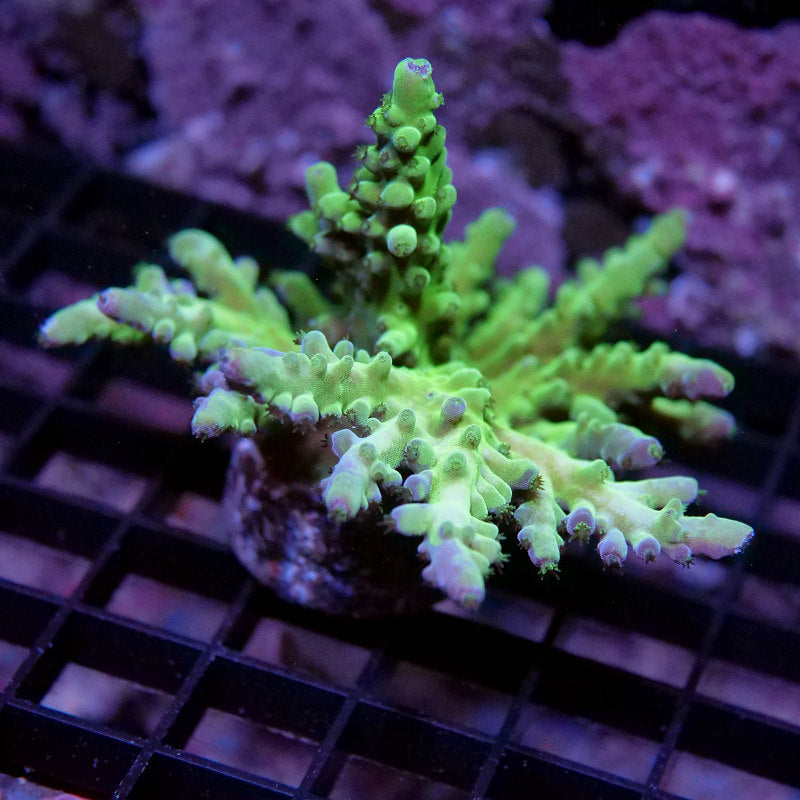 Acropora austera - SciReef Twin - Grade 2