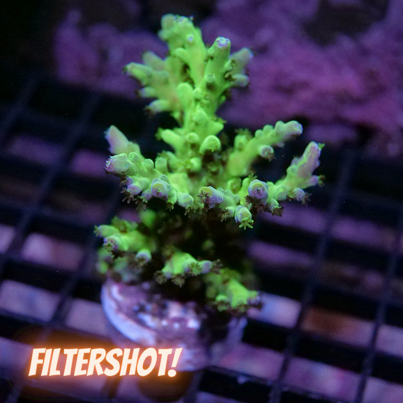 Acropora austera - SciReef Twin - Grade 1