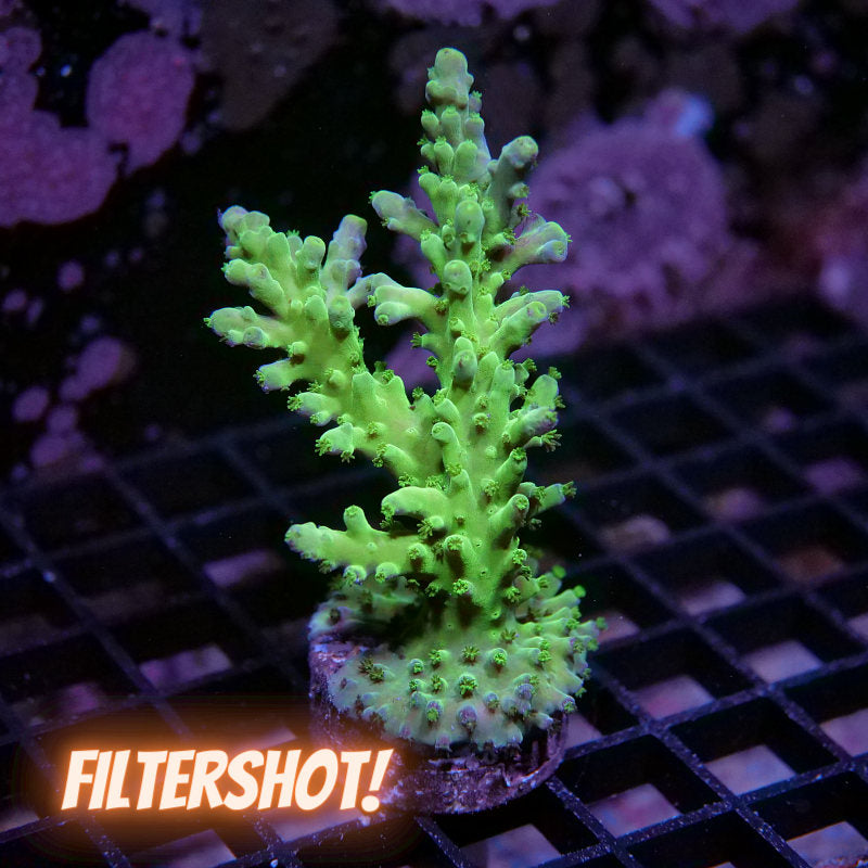 Acropora austera - SciReef Twin - Grade 1
