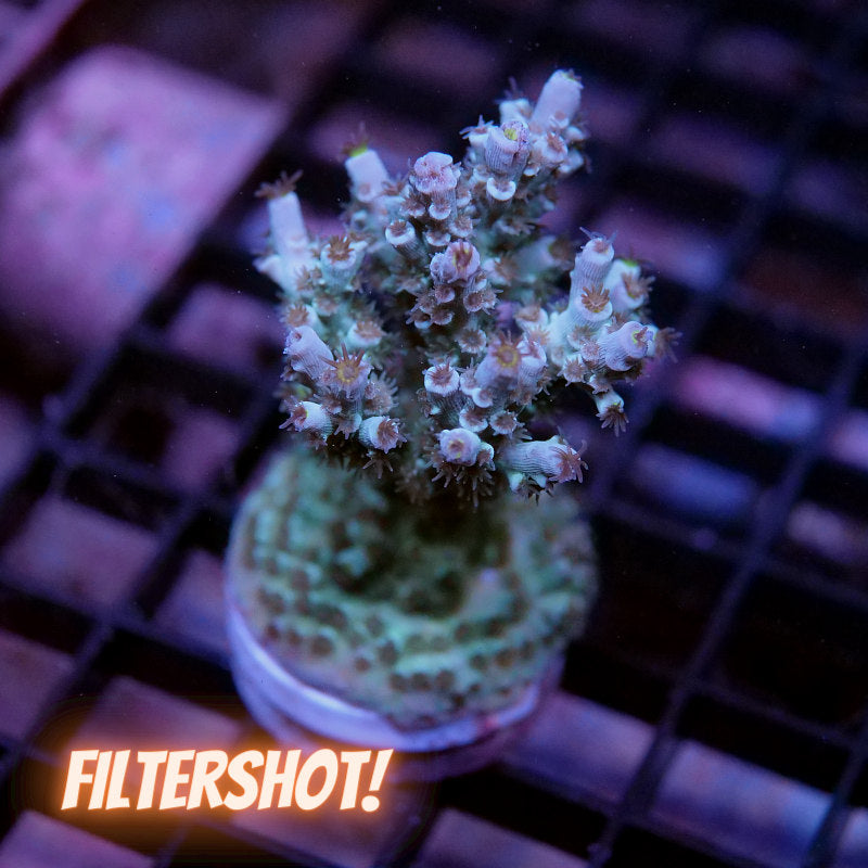Acropora kenti - SciReef Twin - Grade 2 - lime rose