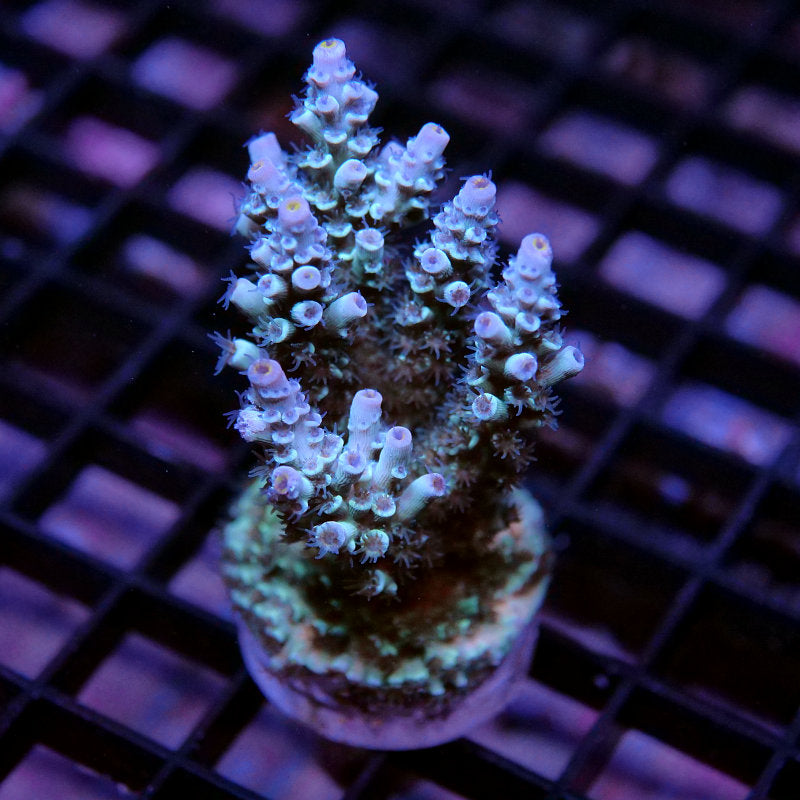 Acropora kenti - SciReef Twin - Grade 2 - lime rose