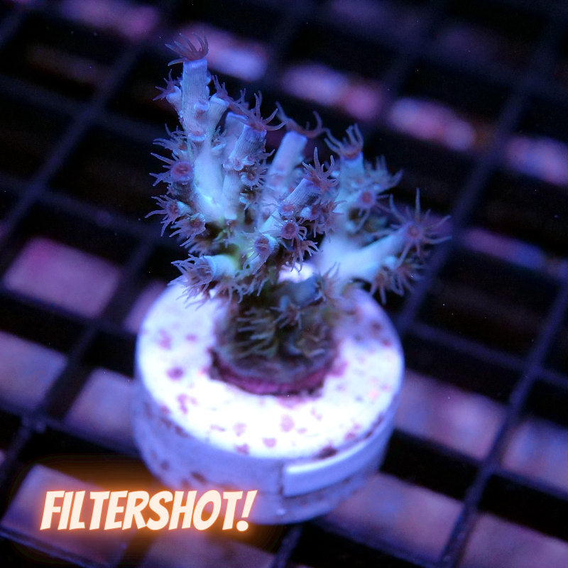 Acropora kenti - SciReef Twin - Grade 2 - icy blue
