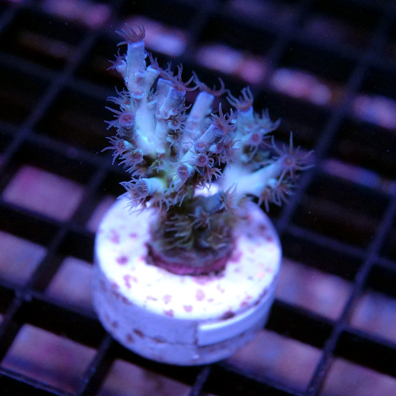 Acropora kenti - SciReef Twin Grade 2