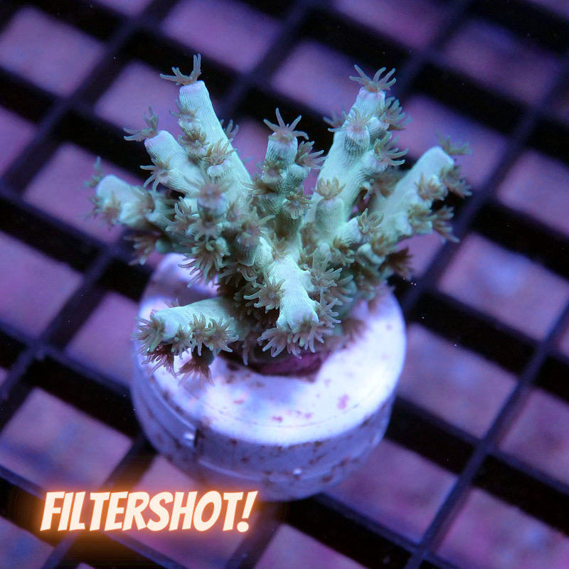 Acropora kenti - SciReef Twin - Grade 2