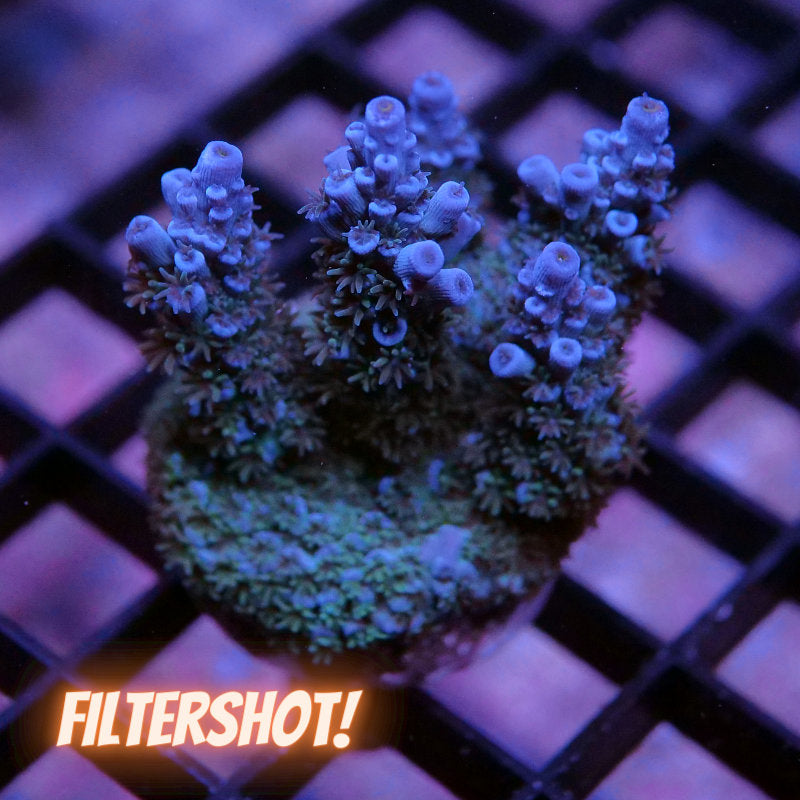Acropora kenti - SciReef Twin - Grade 2 - deep blue