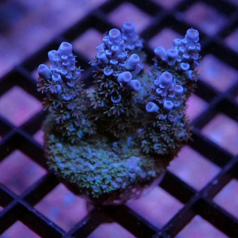 Acropora kenti - SciReef Twin - Grade 2 - deep blue