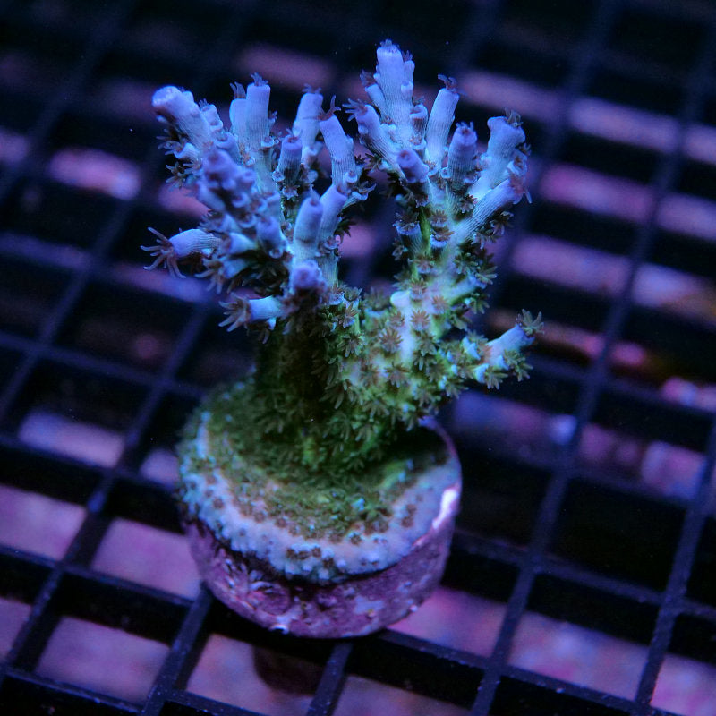 Acropora kenti - SciReef Twin - Grade 1 - emerald azure