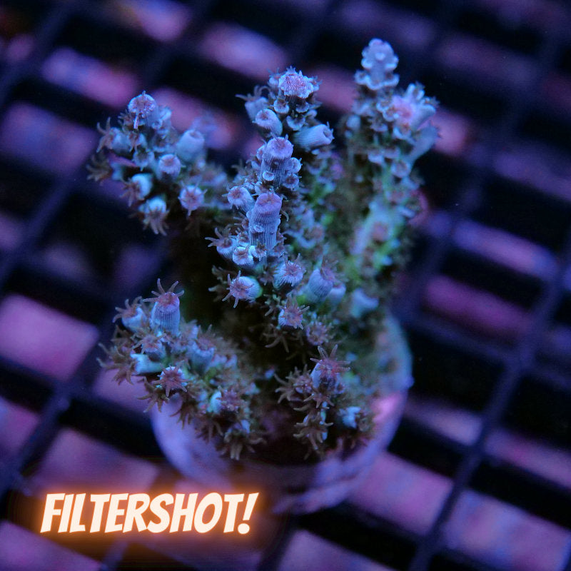 Acropora kenti - SciReef Twin - Grade 1