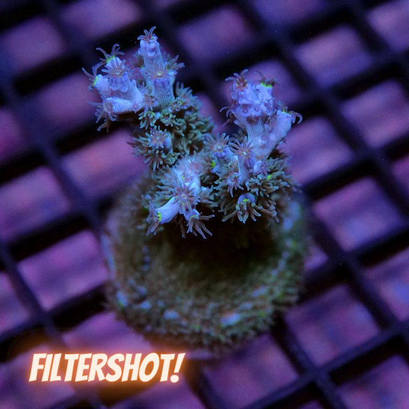 Acropora kenti - SciReef Twin - Grade 1