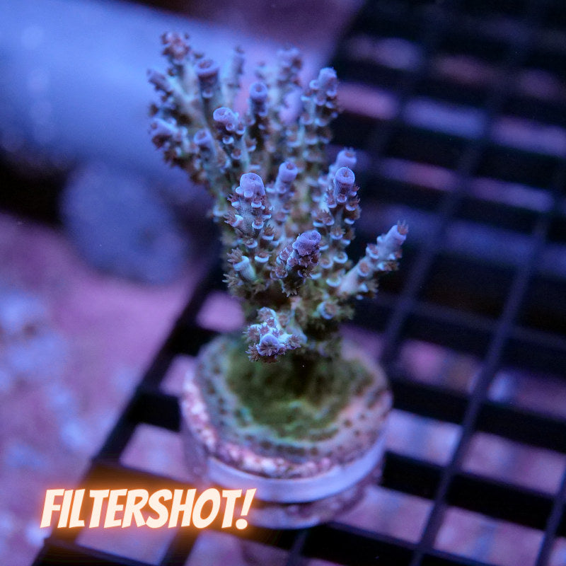 Acropora kenti - SciReef Twin Grade 2