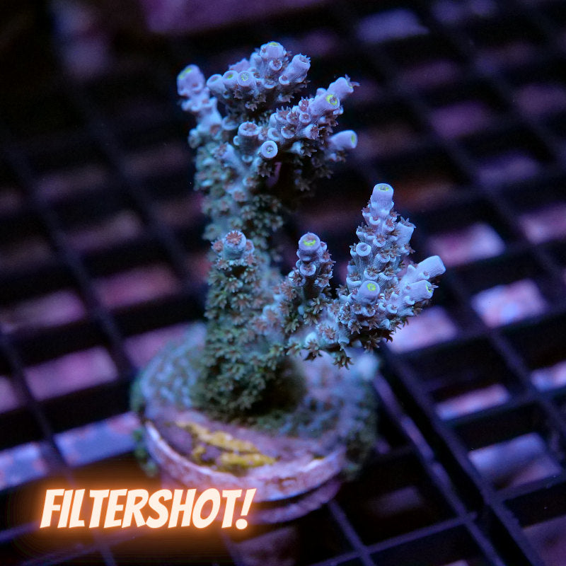 Acropora kenti - SciReef Twin - Grade 1 - turqouise rose