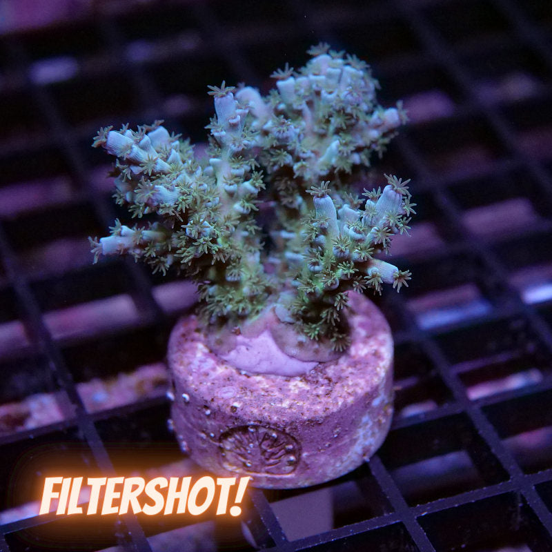 Acropora kenti - SciReef Twin Grade 1