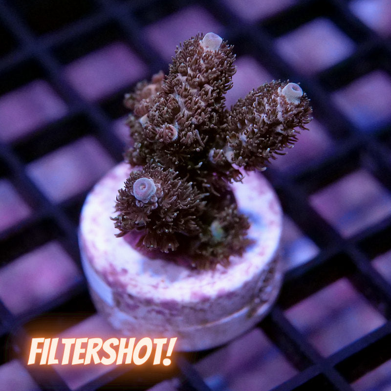 Acropora millepora - SciReef Twin - Grade 2