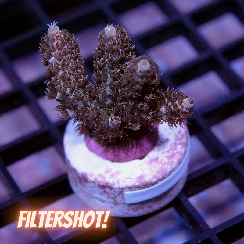 Acropora millepora - SciReef Twin - Grade 2