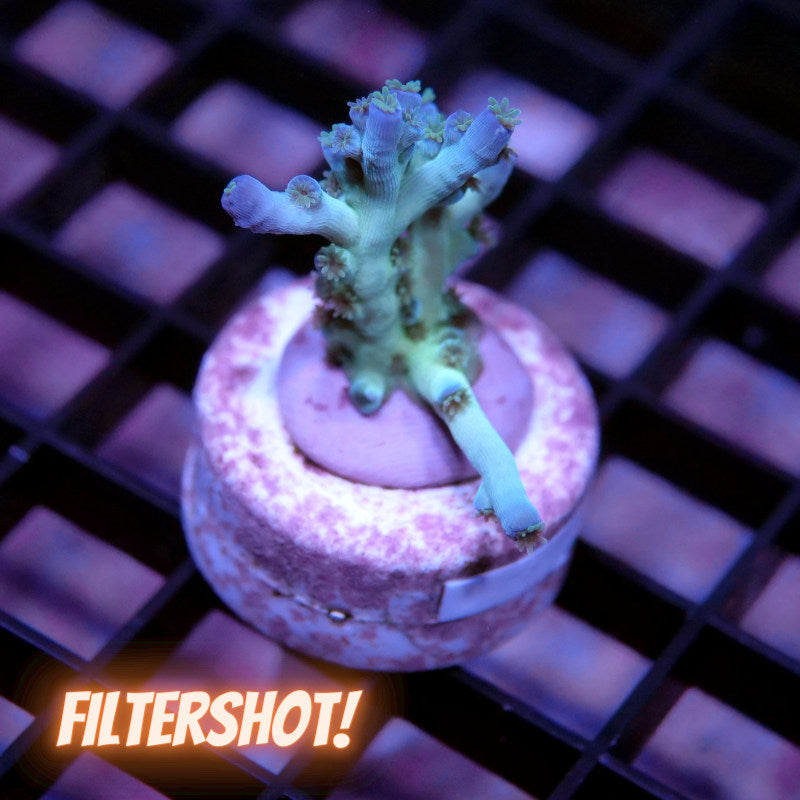 Acropora tenuis - SciReef Twin - Grade 2 - Ice Fire