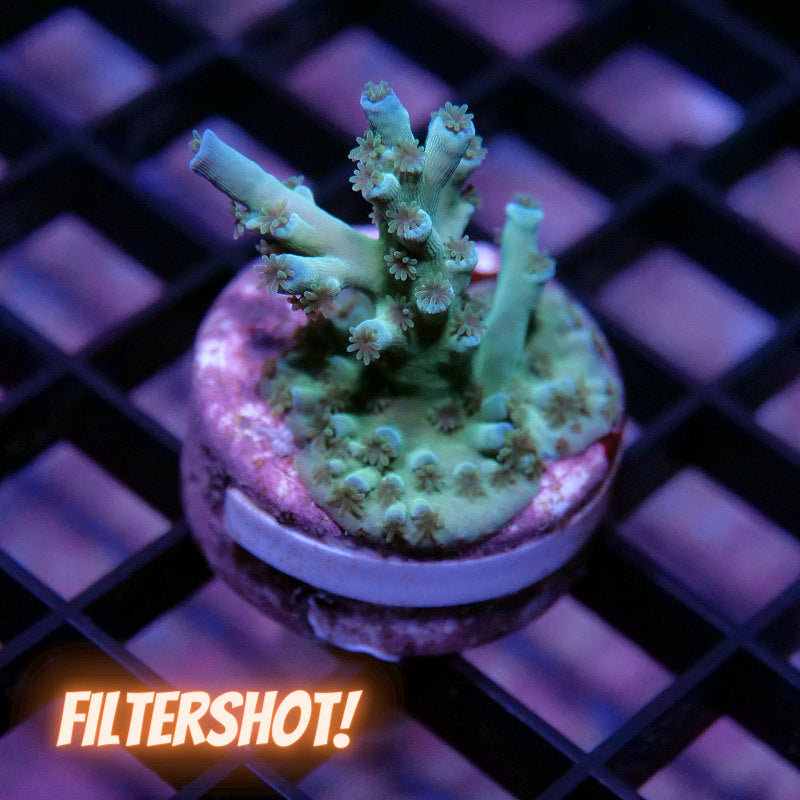 Acropora tenuis - SciReef Twin - Grade 2 - Ice Fire