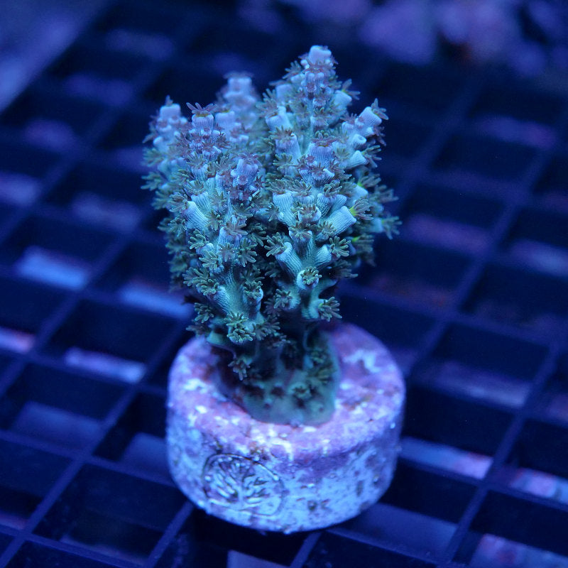 Acropora kenti - SciReef Twin Grade 2