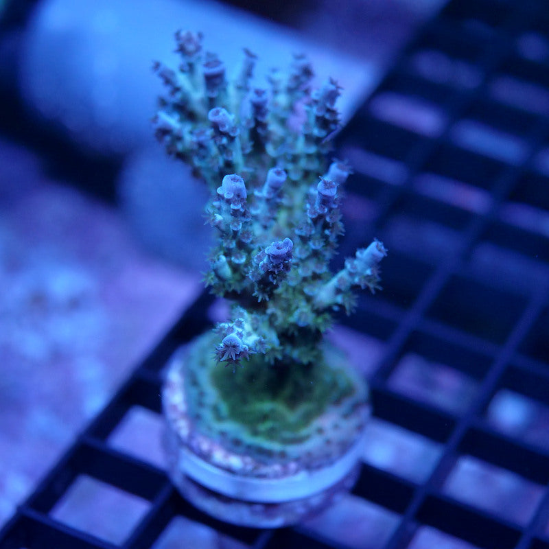 Acropora kenti - SciReef Twin Grade 2