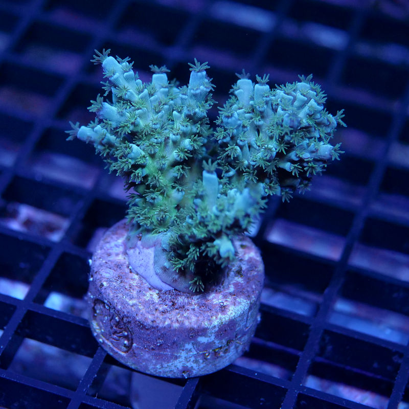 Acropora kenti - SciReef Twin Grade 1