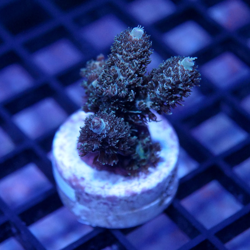 Acropora millepora - SciReef Twin - Grade 2