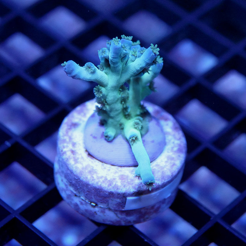 Acropora tenuis - SciReef Twin - Grade 2 - Ice Fire