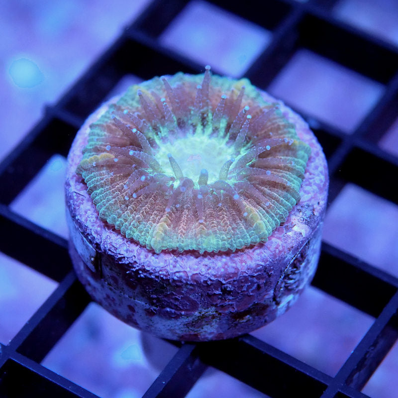 Trachyphyllia geoffroyi - SciReef - Grade 2