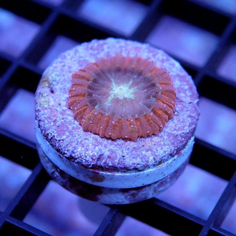 Trachyphyllia geoffroyi - SciReef - Grade 2