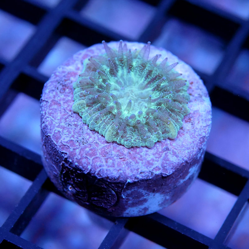 Trachyphyllia geoffroyi - SciReef - Grade 1