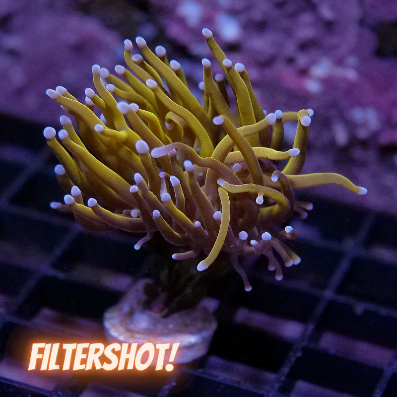 Euphyllia glabrescens '24 K'