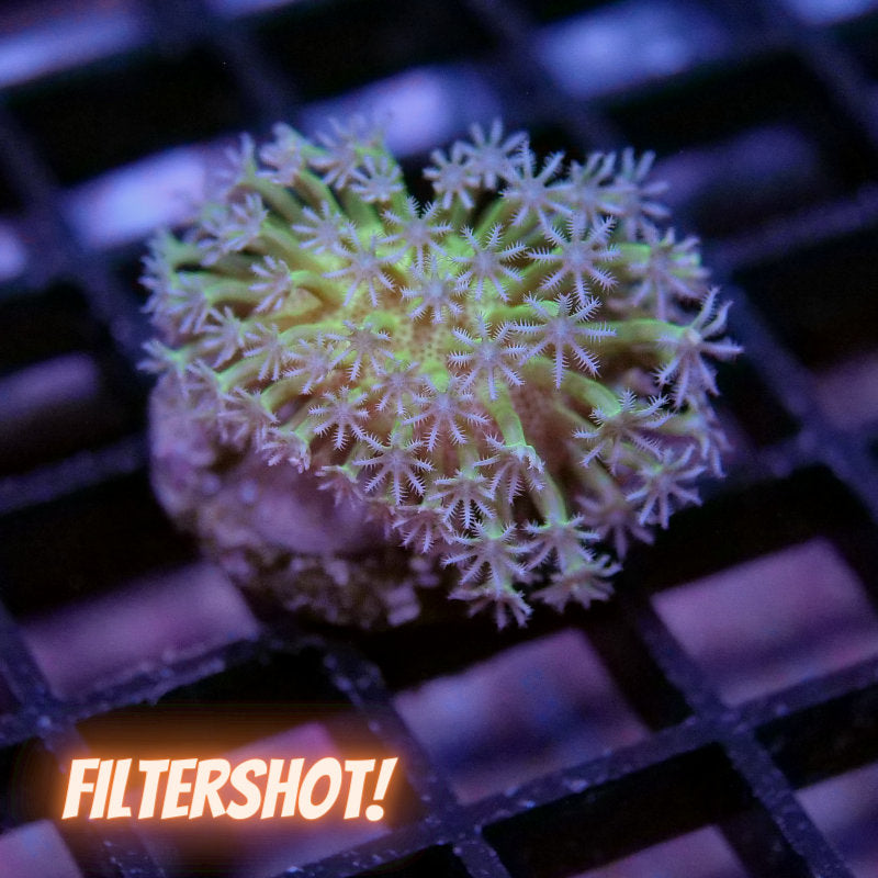 Sarcophyton 'Glow'