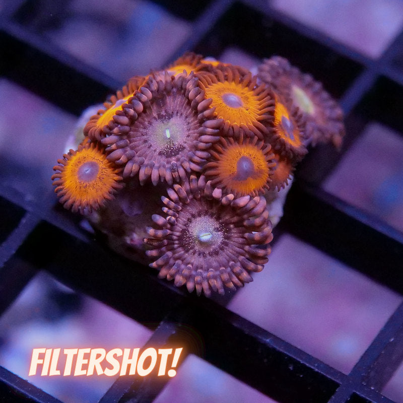 Zoanthus sp. Mix 'Alien Antivenom meets Tigers Blood'