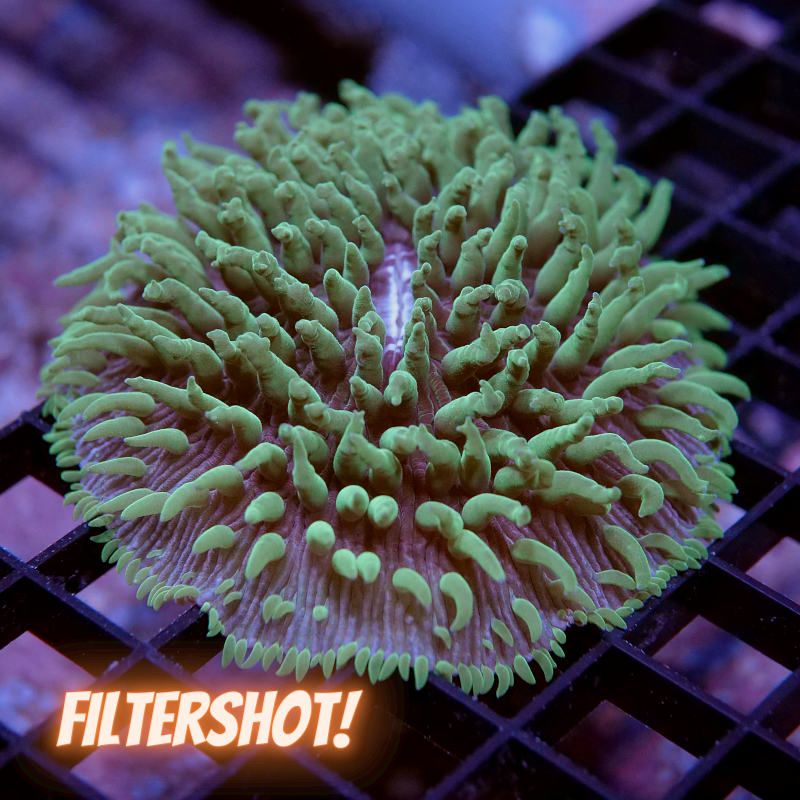 Fungia 'Green Tips' XL