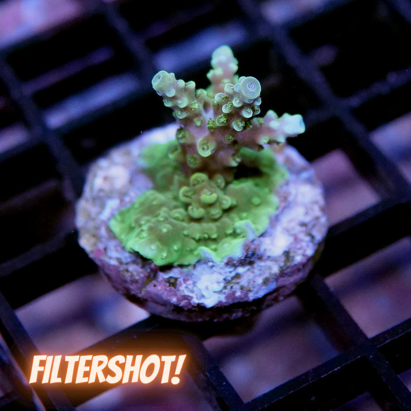 Acropora sp.