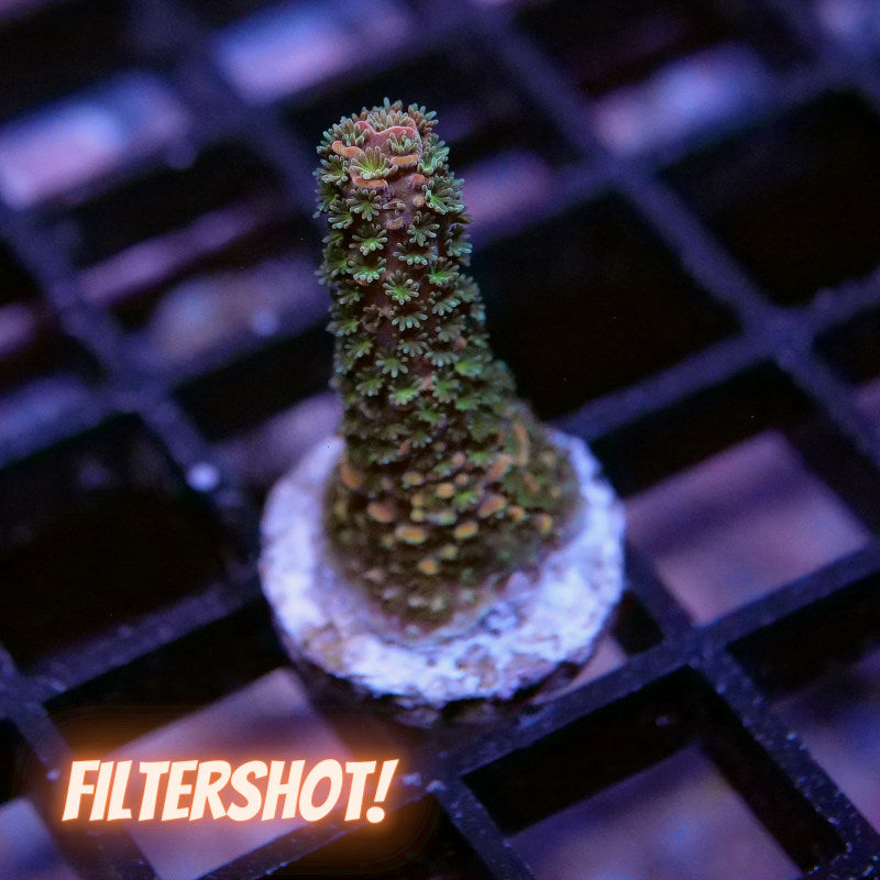 Acropora 'Rainbow Staghorn'