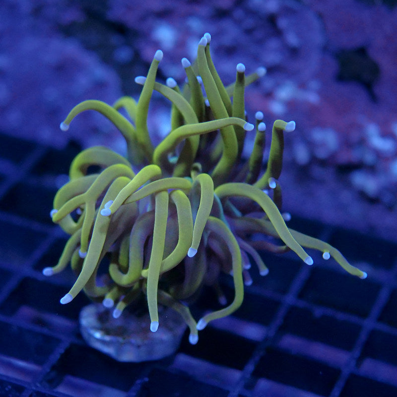 Euphyllia glabrescens '24 K'