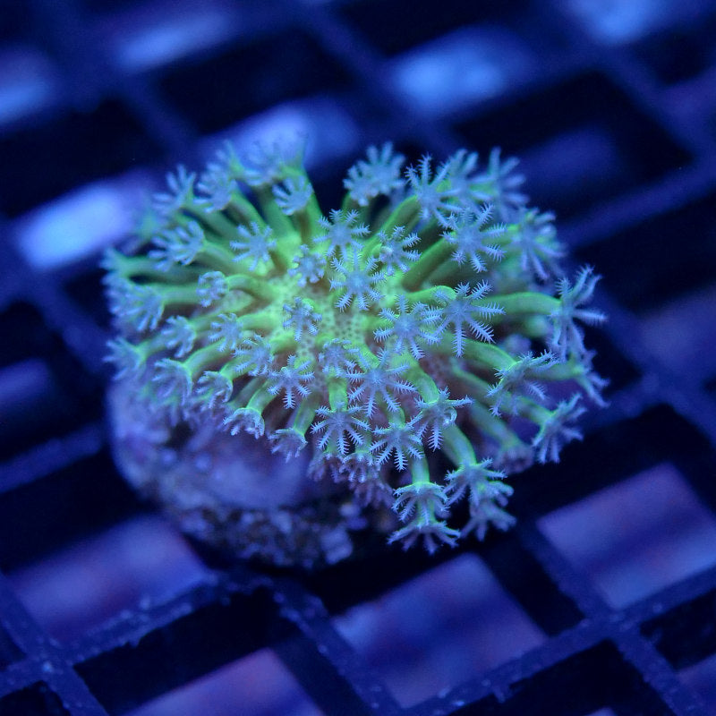 Sarcophyton 'Glow'