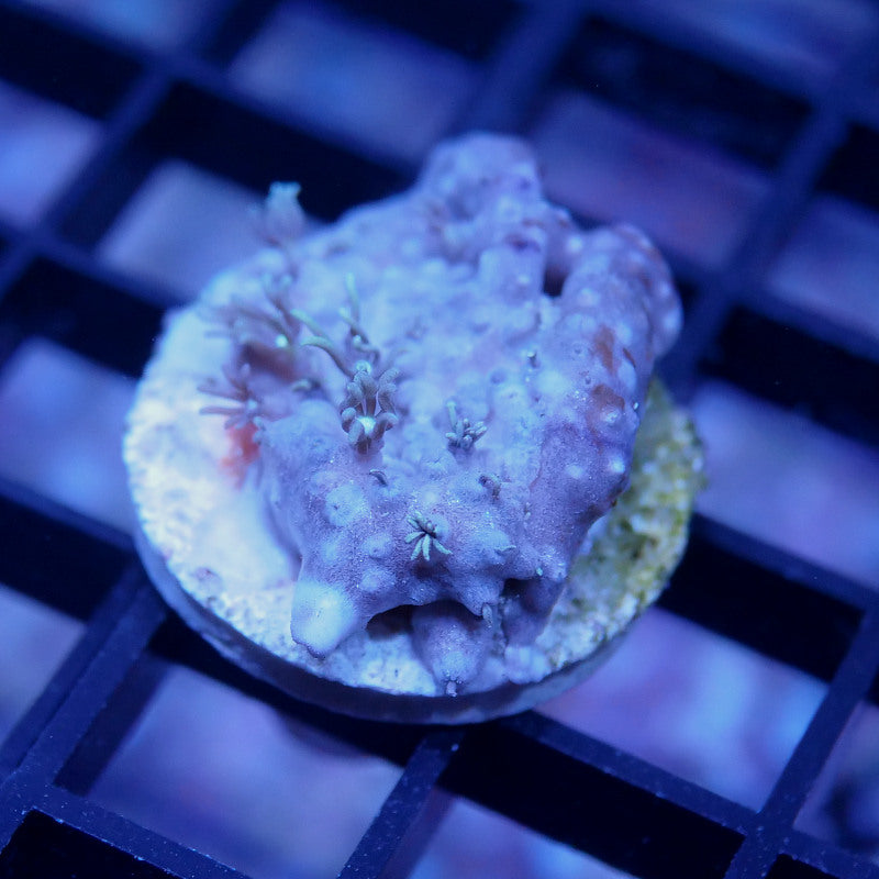 Briareum sp.