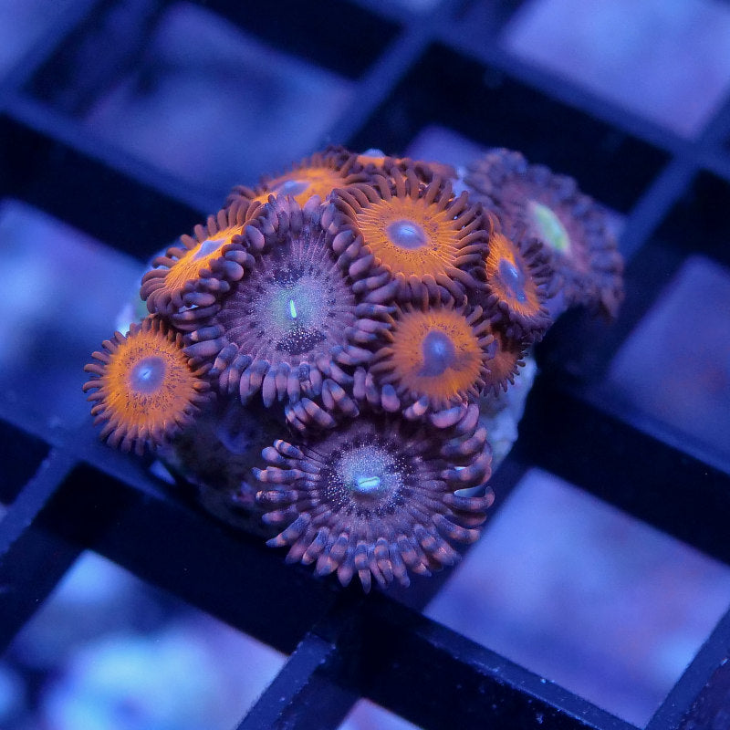 Zoanthus sp. Mix 'Alien Antivenom meets Tigers Blood'