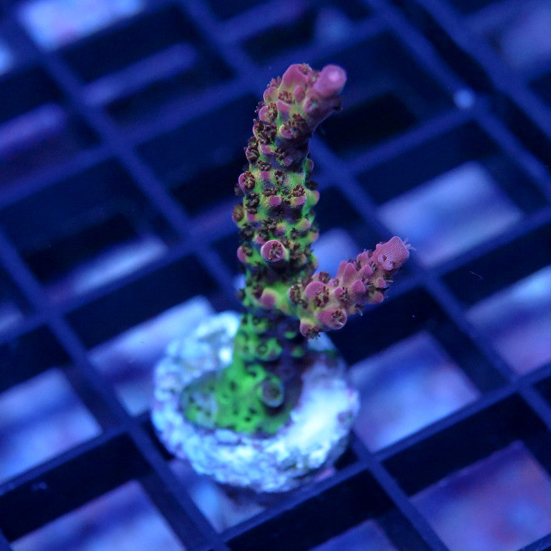 Acropora sp. 'PC Rainbow'