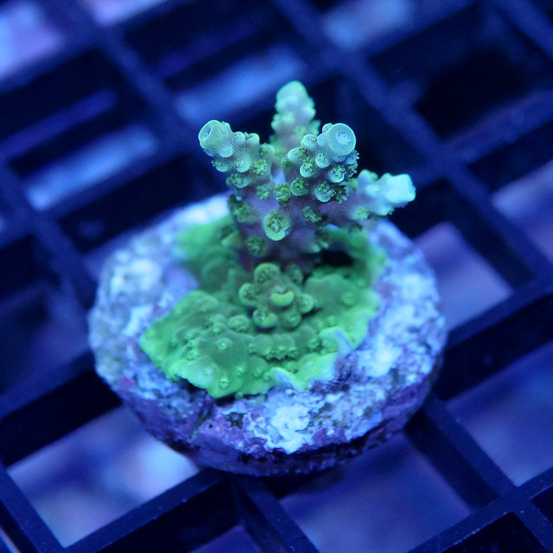 Acropora sp.
