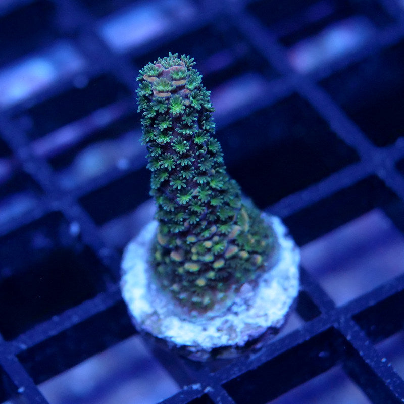 Acropora 'Rainbow Staghorn'