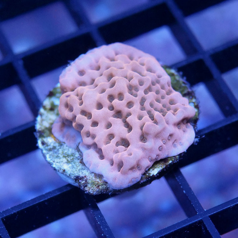 Montipora sp. 'Cherry Tree'