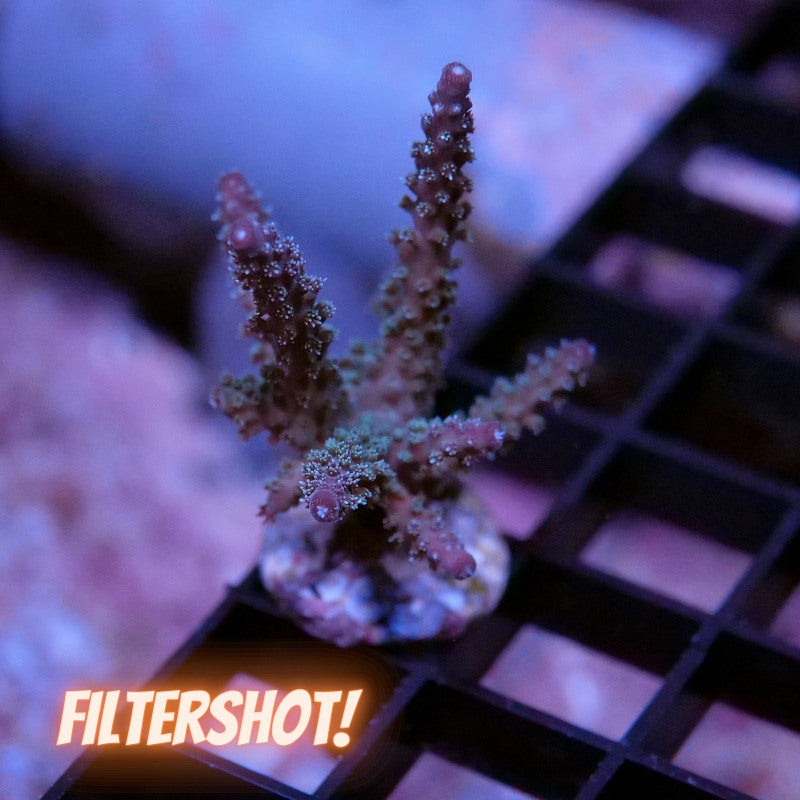 Acropora sp. 'Sparkle'
