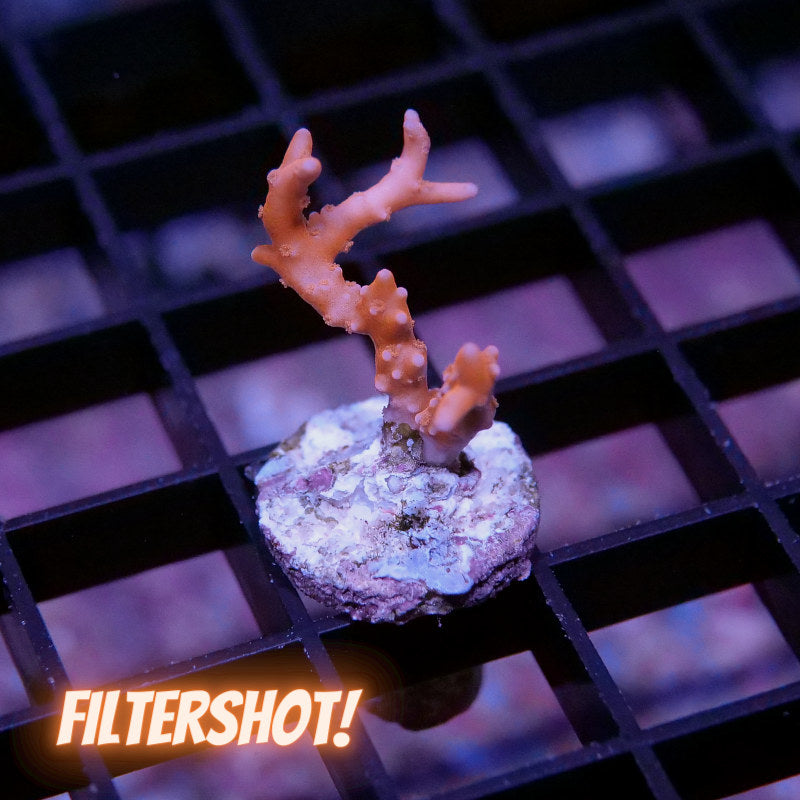 Anacropora sp. 'TNT'