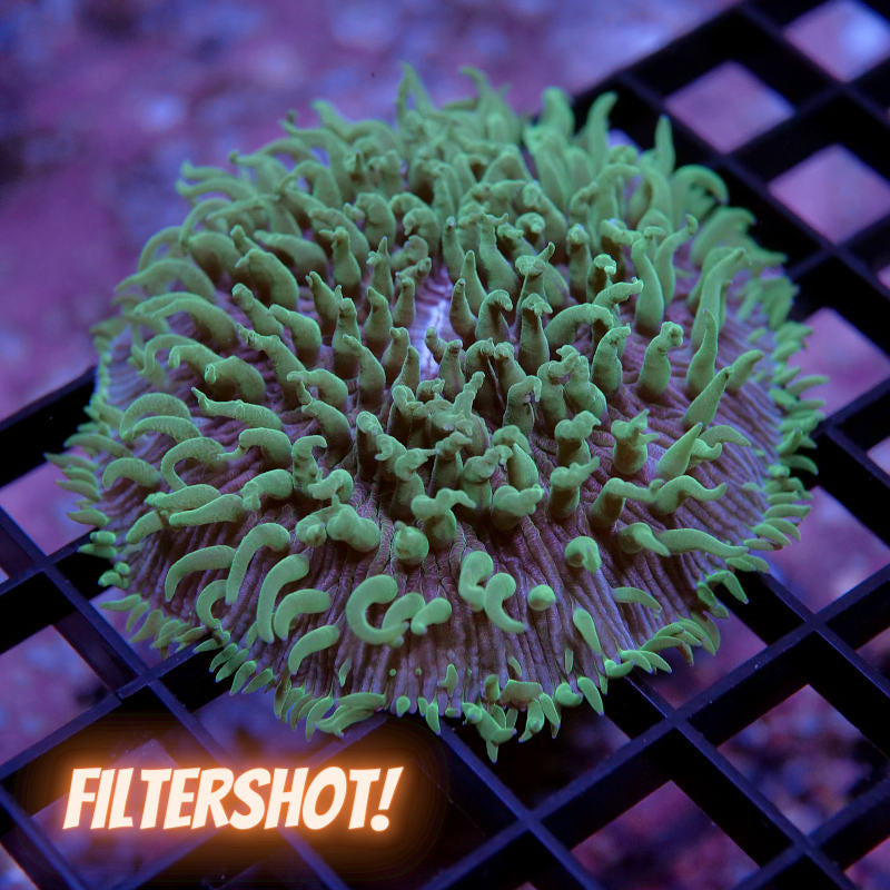 Fungia 'Green Tips'