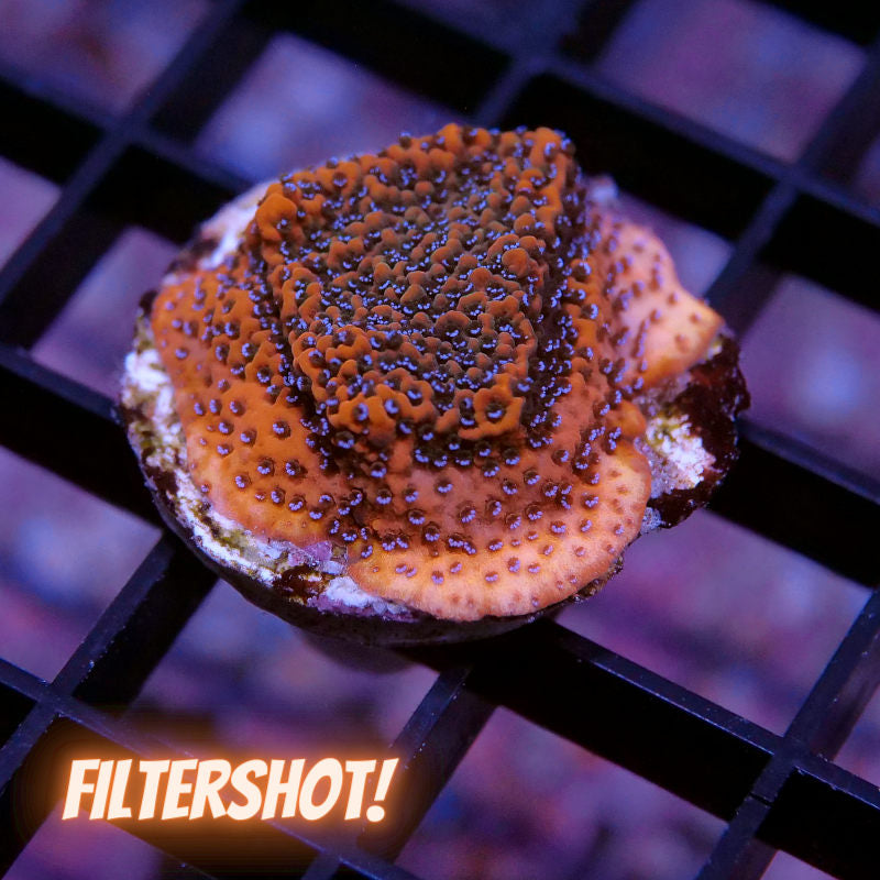 Montipora sp. 'Mystic Sunset'