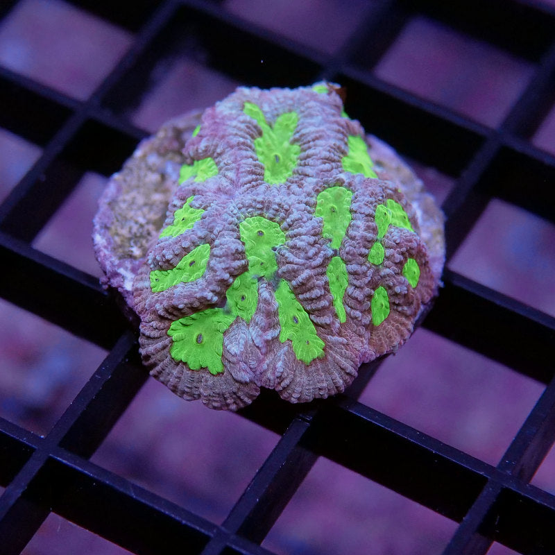 Goniastrea sp. 'Toxic'