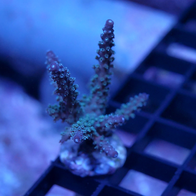 Acropora sp. 'Sparkle'