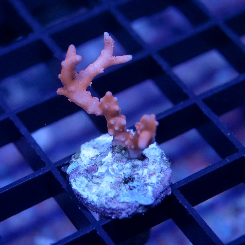 Anacropora sp. 'TNT'