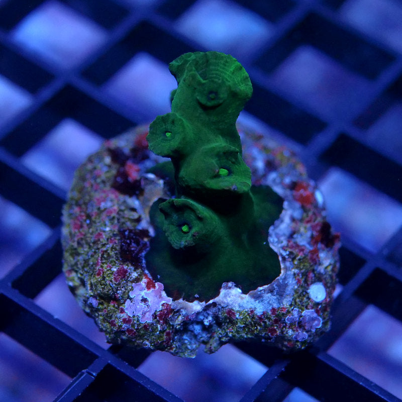 Tubastrea sp. 'Black'